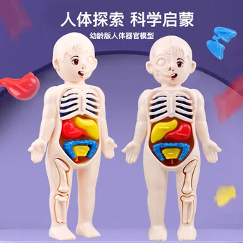 Детская научная и образовательная модель структуры человеческого органа, собранные медицинские игрушки для раннего обучения, головоломки ручной работы