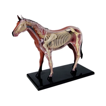 Анатомическая модель органа животного 4D Интеллект Лошади Сборка Игрушки Обучающая Анатомическая модель DIY Научно-популярная Техника